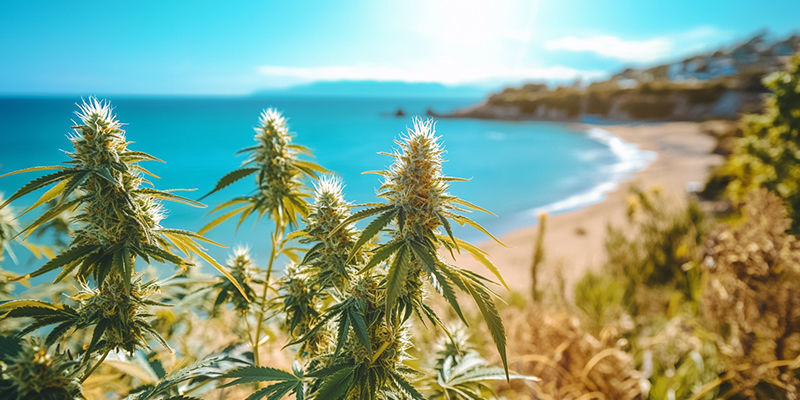 Cultivar marihuana junto al mar