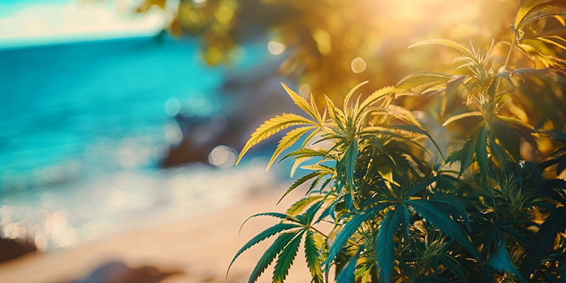 Cultivar marihuana junto al mar: Qué esperar