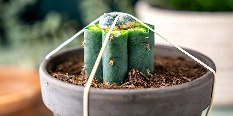 Coloca Las Gomas Elásticas Verticalmente, De Modo Que Queden Por Debajo De La Maceta Del Trichocereus Y Por Encima Del Peyote, Haciendo Presión Entre Ambos.