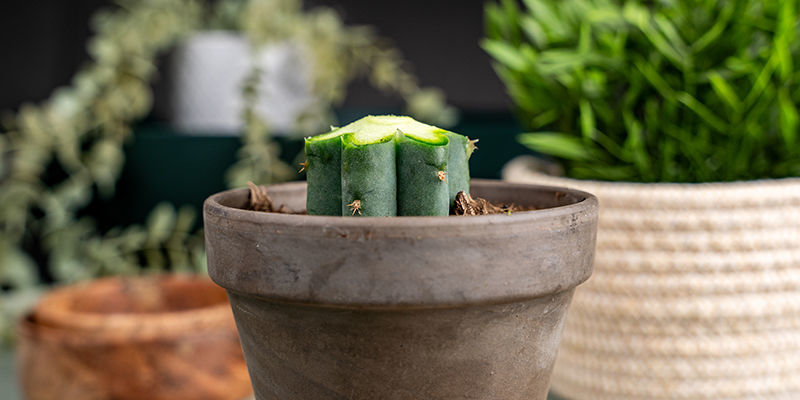 Corta En Ángulo La Parte Superior De Cada Costilla Del Trichocereus. Esto Evitará Que El Injerto Se Separe Al Secarse El Corte.