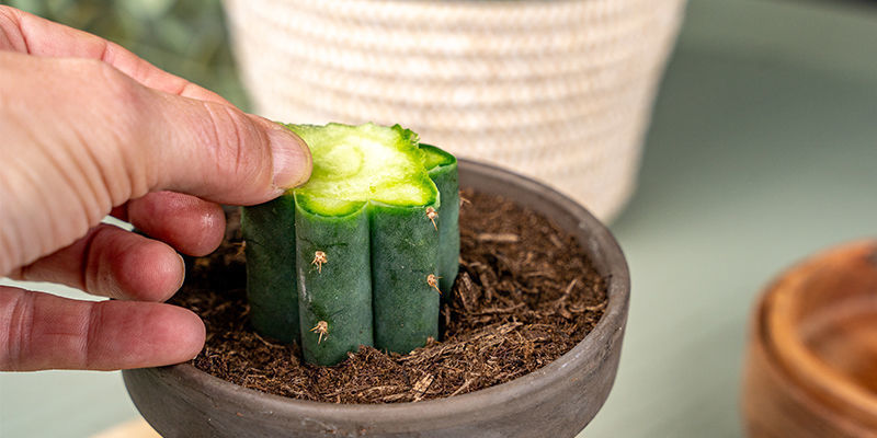 Ahora Puedes Quitar Las Rodajas Que Has Cortado Previamente (En El Paso 4 Y 5) Del Portainjertos Trichocereus Y Del Peyote.