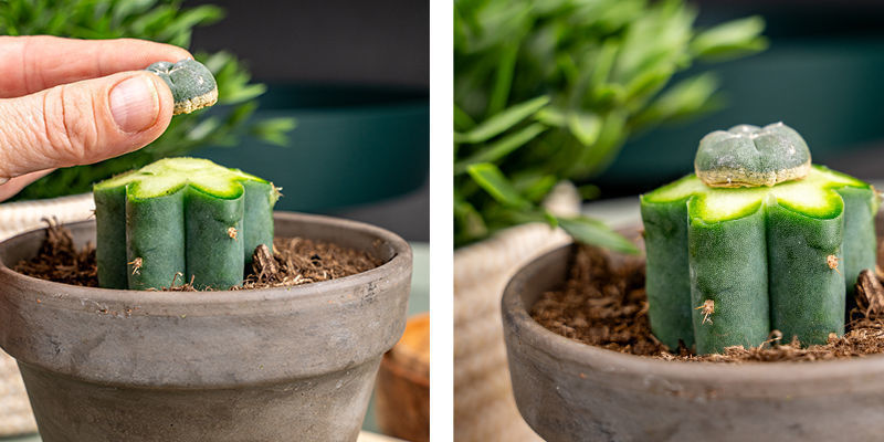 Presiona Suavemente El Peyote Sobre La Parte Superior Del Cactus Trichocereus Para Eliminar El Aire.