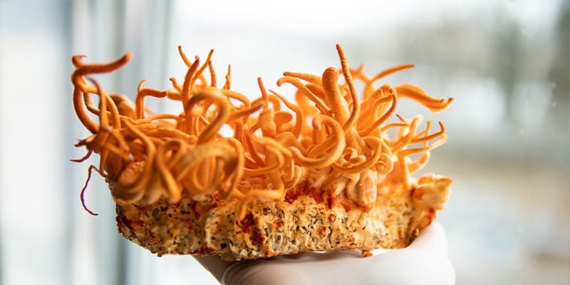 ¿Es Posible Cultivar Hongos Cordyceps En Casa?