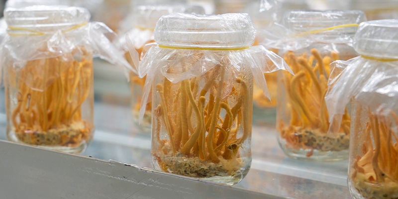 Guía Detallada De Cultivo De Setas Cordyceps