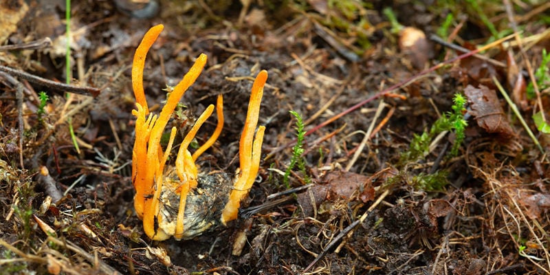 Cultivar Setas Cordyceps: Problemas Y Soluciones