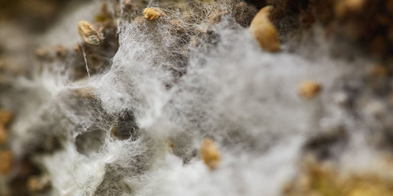 Crecimiento Lento O Estancado Del Micelio