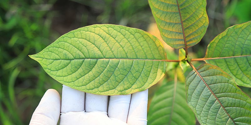 Cómo elegir la variedad de kratom más adecuada para ti