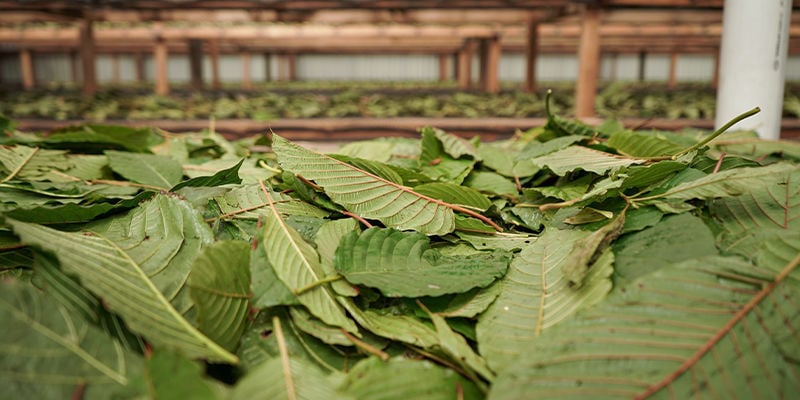 ¿Qué es el kratom?