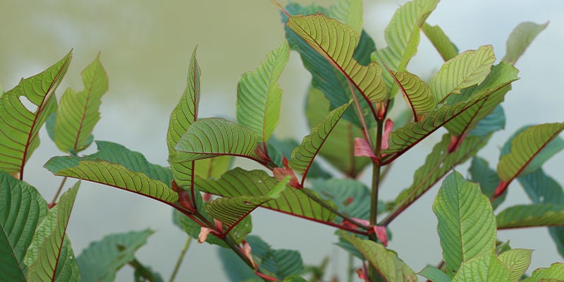 Kratom de vena roja