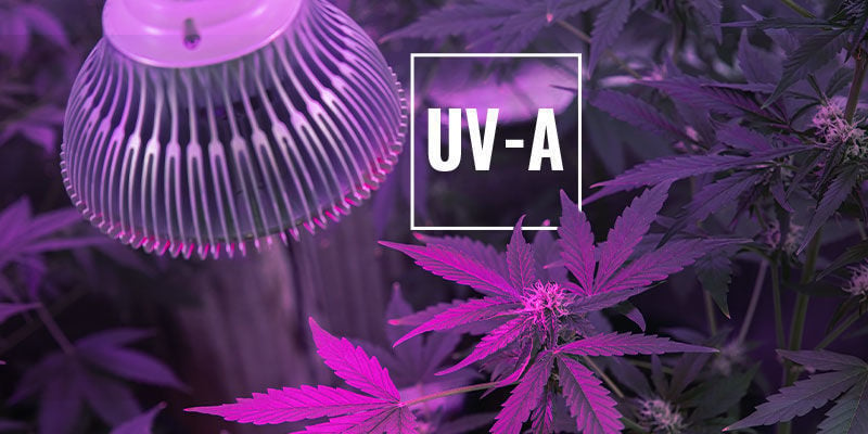 Luz ultravioleta en el cultivo indoor - Soft Secrets