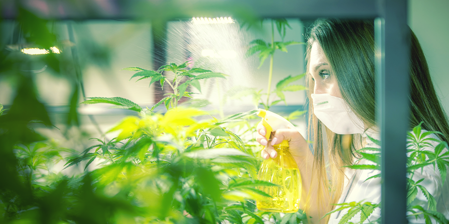 Cómo Y Cuándo Pulverizar Las Hojas De Tus Plantas De Marihuana