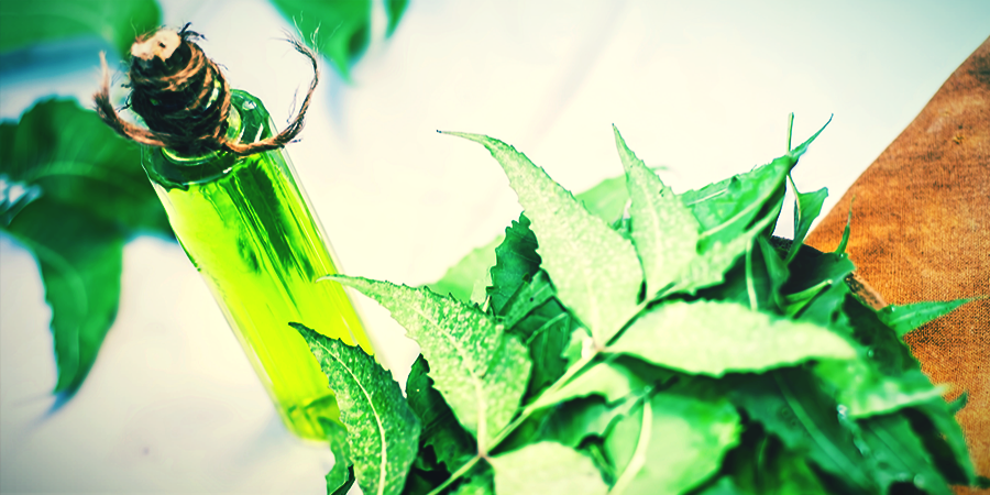 Aceite De Neem - esprays foliares para las plantas de cannabis