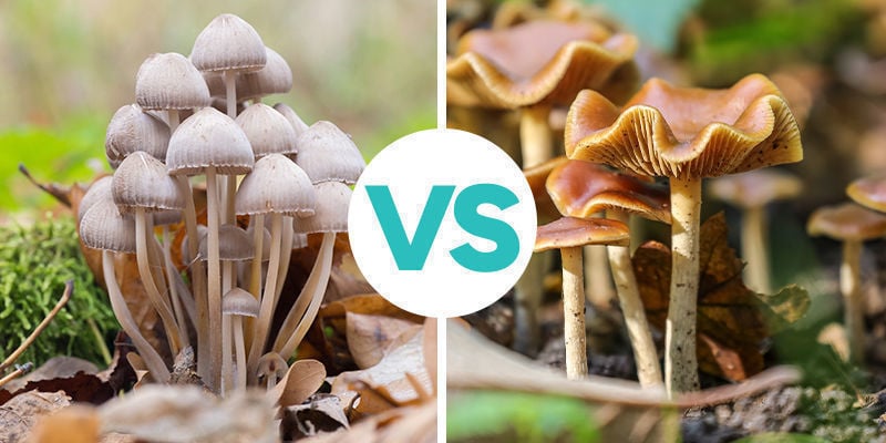 Diferencia Entre Copelandia Cyanescens Y Psilocybe Cyanescens