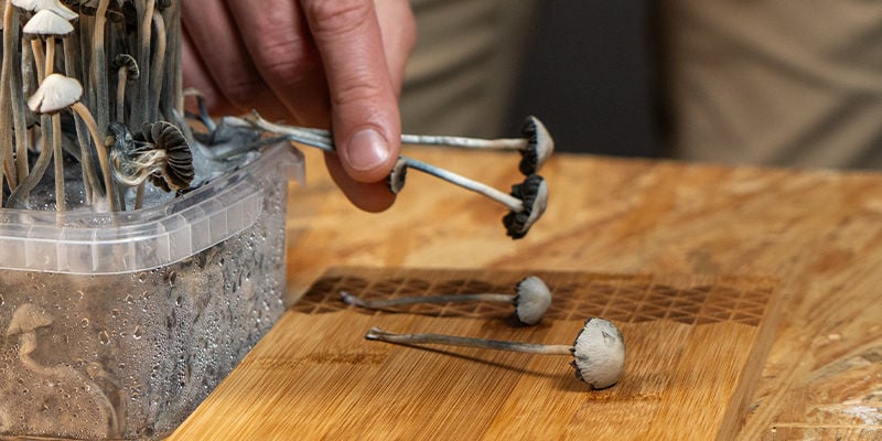 Cómo Dosificar La Panaeolus Cyanescens