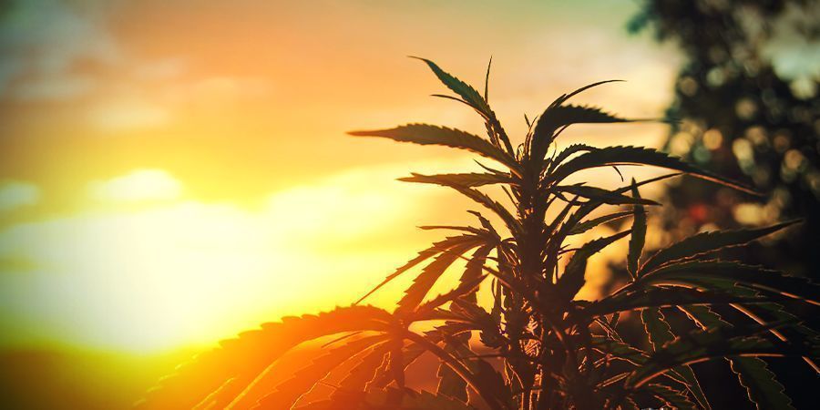 🥇 Cómo Utilizar el Aceite de Neem en el Cultivo de Marihuana