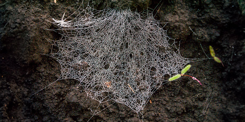 ¿Los Ácaros Araña Viven En El Suelo?