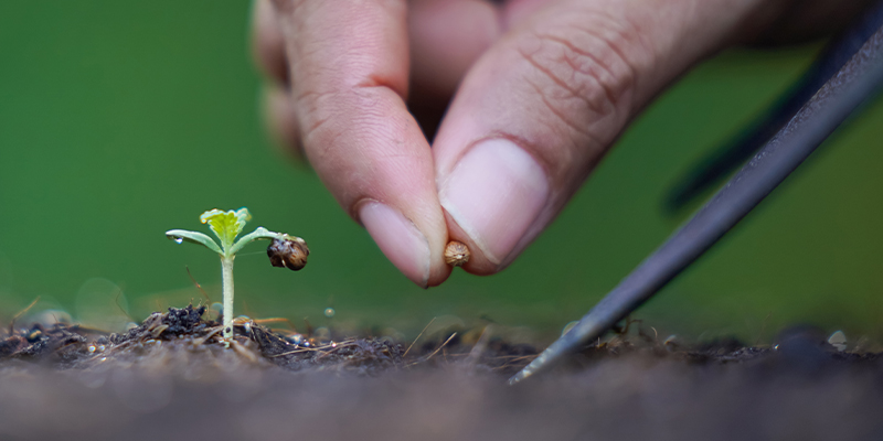 Cómo germinar las semillas viejas de marihuana