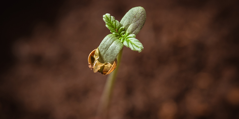 2. Germinar semillas de cannabis en tierra