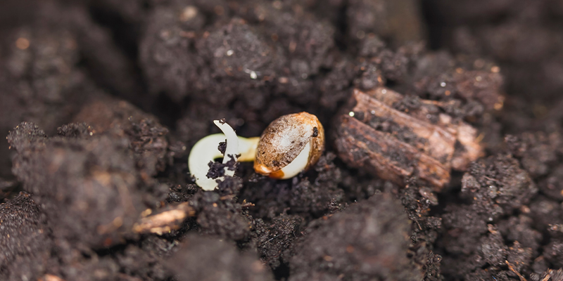 Los mejores métodos para germinar las semillas de marihuana