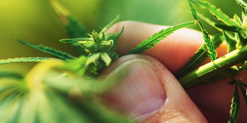 Determinar El Sexo De Las Plantas De Cannabis Durante La Fase Vegetativa