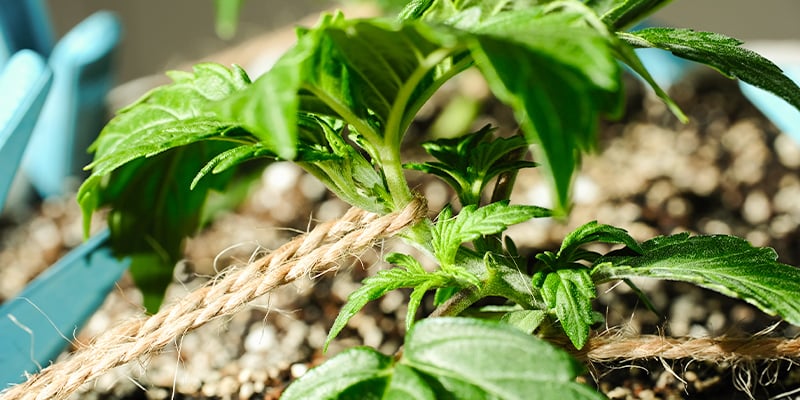 Entrenamiento Del Cannabis En La Fase Vegetativa