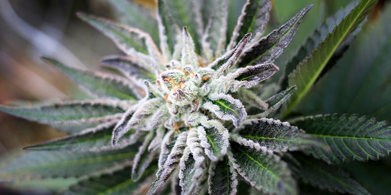 ¿Cuánto Dura La Fase De Floración Del Cannabis?