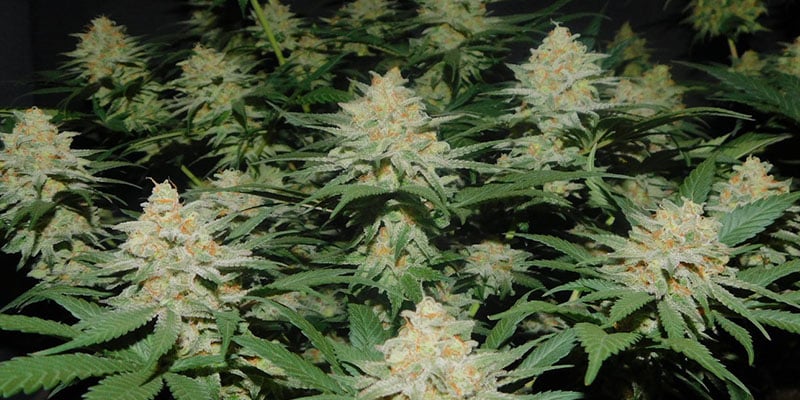 Lemon Power Haze - Zamnesia Seeds