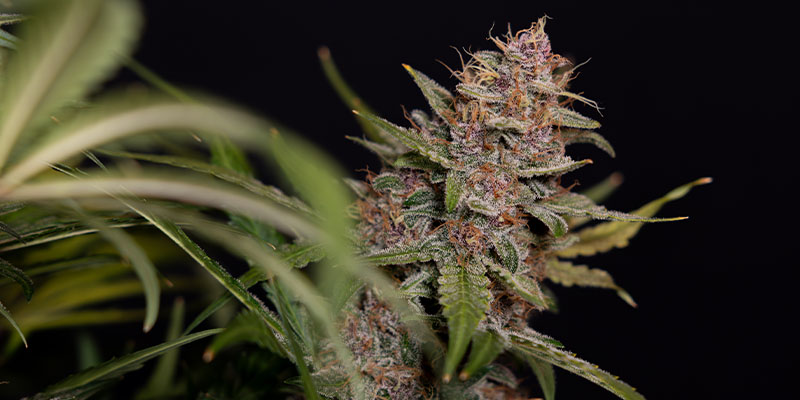 Black Orchid Automatic (Zamnesia Seeds)