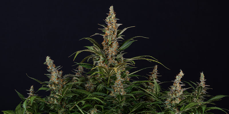 Black Orchid Automatic (Zamnesia Seeds)