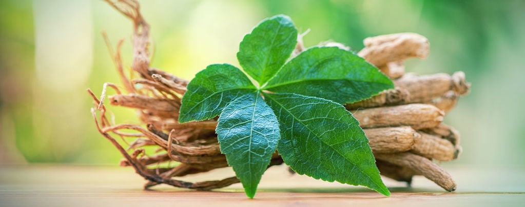 Descubre El Ginseng