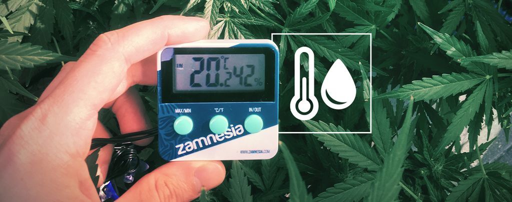 Temperatura y humedad en el cultivo de marihuana- Alchimia Grow Shop