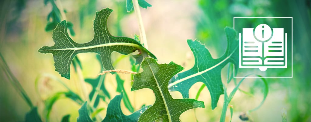 Todo Lo Que Necesitas Saber Sobre La Lechuga Silvestre