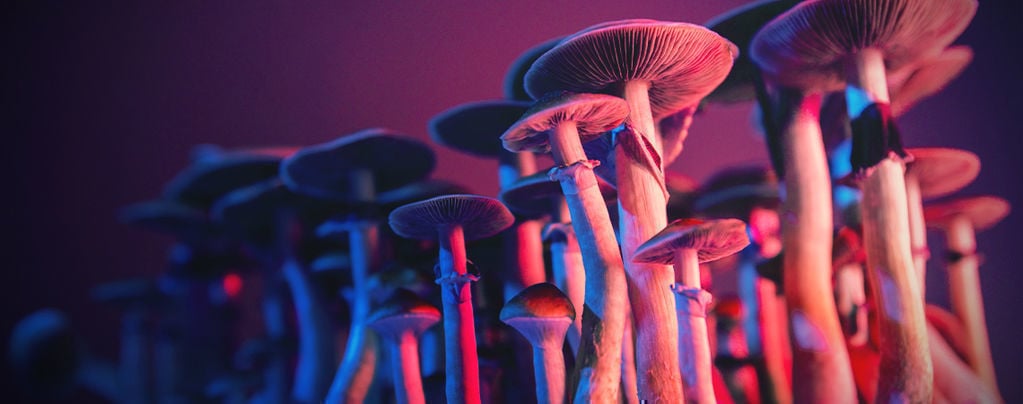 Todo Sobre La Psilocybe Cubensis