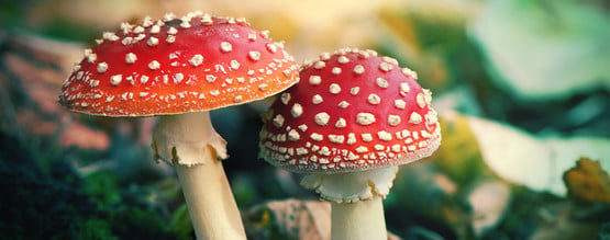 ¿Que Es La Amanita Muscaria?