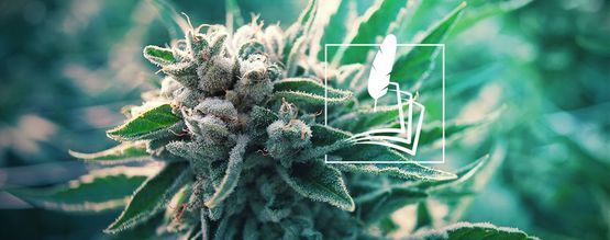 Historia Del Cannabis Con Fines Medicinales
