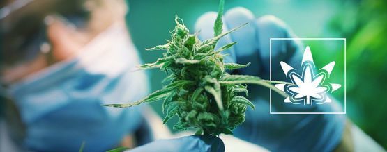 Cómo (Y Por Qué) Regenerar Las Plantas De Cannabis