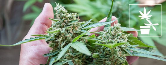 Guía De Técnicas De Entrenamiento Del Cannabis Para Principiantes