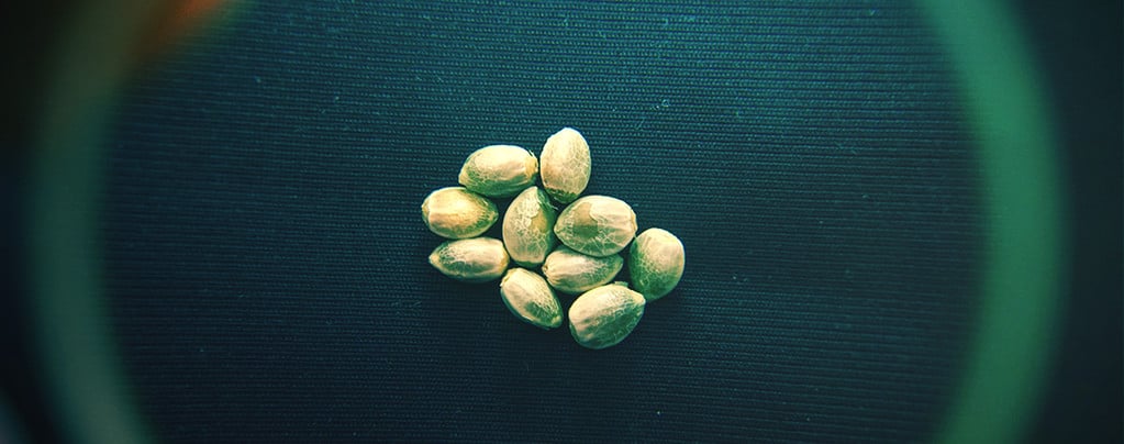 Cómo saber si una semilla de cannabis dará cogollos?