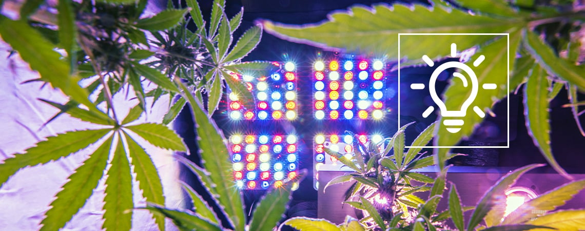 Nuevas Tecnologías De Cultivo De Marihuana Para 2024