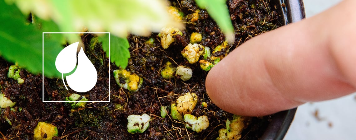 Cómo Preparar Un Fertilizante Casero Para Las Plantas De Marihuana