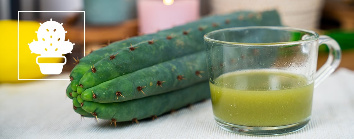 Cómo Hacer Té De Cactus San Pedro