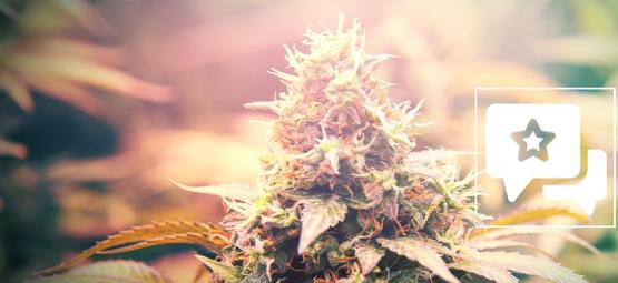 Candy Kush: Análisis & Información De La Cepa De Cannabis
