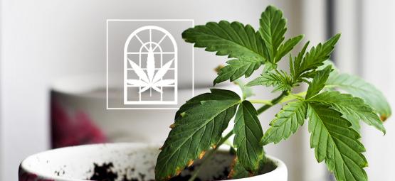 Cómo Cultivar Marihuana Junto A Una Ventana