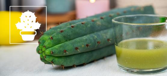 Cómo Hacer Té De Cactus San Pedro