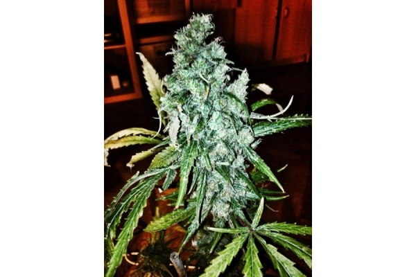 Royal Moby (Royal Queen Seeds) feminizada Royal Moby (Royal Queen Seeds) feminizada