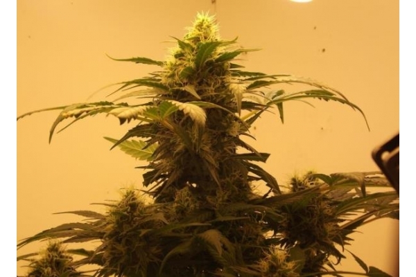 Royal Dwarf Auto (Royal Queen Seeds) feminizada Royal Dwarf Auto (Royal Queen Seeds) feminizada