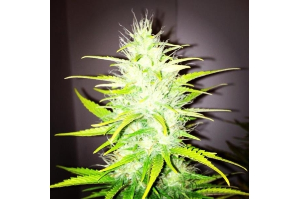 Royal Dwarf Auto (Royal Queen Seeds) feminizada Royal Dwarf Auto (Royal Queen Seeds) feminizada