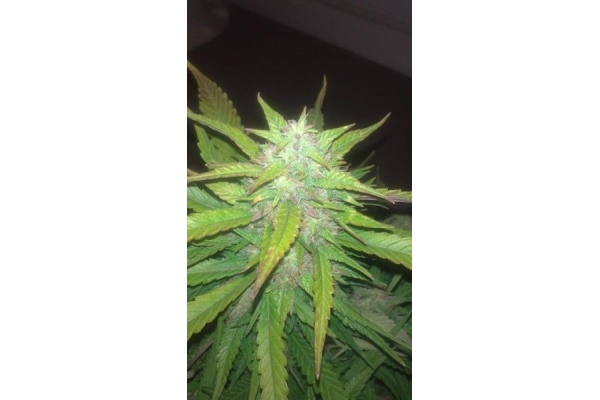 Royal Dwarf Auto (Royal Queen Seeds) feminizada Royal Dwarf Auto (Royal Queen Seeds) feminizada