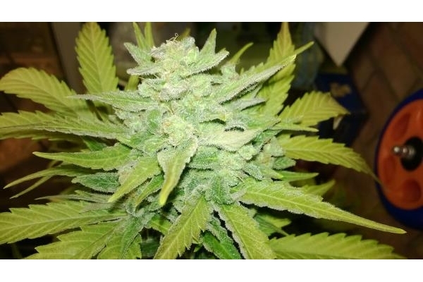 Royal Dwarf Auto (Royal Queen Seeds) feminizada Royal Dwarf Auto (Royal Queen Seeds) feminizada