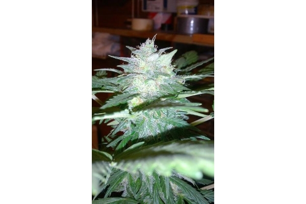 Royal Dwarf Auto (Royal Queen Seeds) feminizada Royal Dwarf Auto (Royal Queen Seeds) feminizada